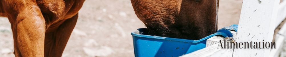 Alimentation pour cheval et poney - Equestria Sellerie