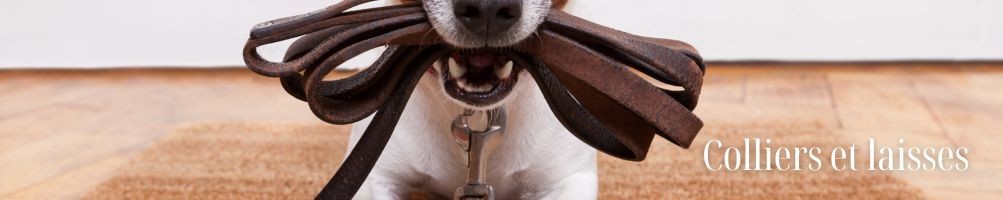 Colliers et laisses pour chien - Equestria Sellerie